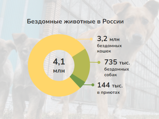 бездомные-животные-в-россии.png